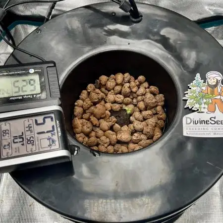 DWC Auto Black Opium