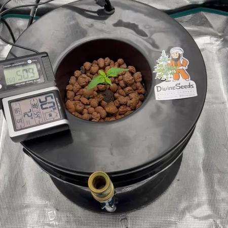 DWC Auto Black Opium