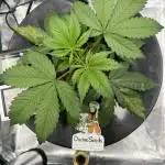 DWC Auto Black Opium