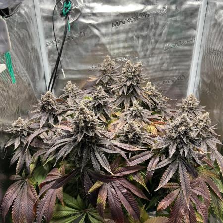 Seedsman Halloween Growoff 2024