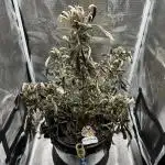 DWC Auto Black Opium