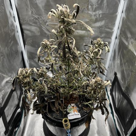DWC Auto Black Opium