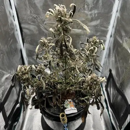 DWC Auto Black Opium