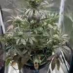 DWC Auto Black Opium