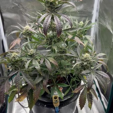 DWC Auto Black Opium