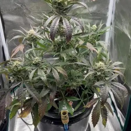 DWC Auto Black Opium