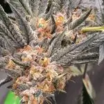 Papaya sherbert 🍧🍦