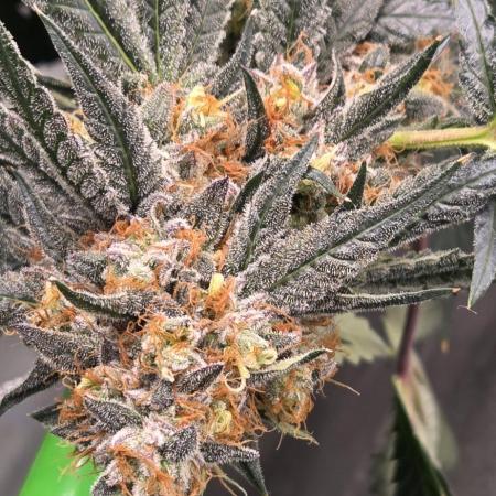 Papaya sherbert 🍧🍦