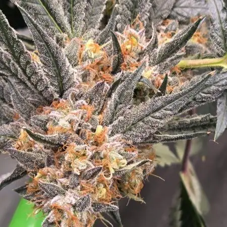 Papaya sherbert 🍧🍦