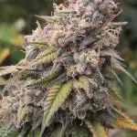 Gorilla mellons 🍉🦍