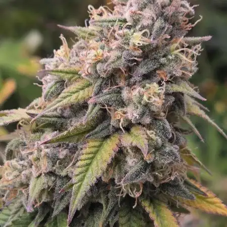 Gorilla mellons 🍉🦍