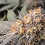 Papaya sherbert 🍧🍦
