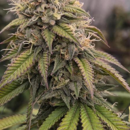 Gorilla mellons 🍉🦍