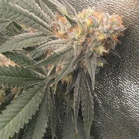 Papaya sherbert 🍧🍦