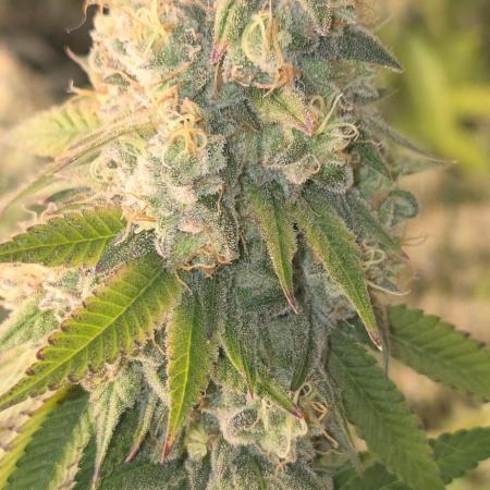 Gorilla mellons 🍉🦍