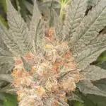 Papaya sherbert 🍧🍦