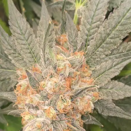 Papaya sherbert 🍧🍦