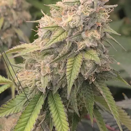 Gorilla mellons 🍉🦍
