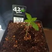 KAMA KUSH CBD KANNABIA TESTEUR