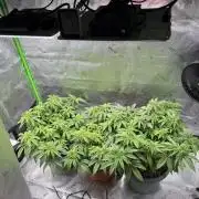 Gelato 4x2