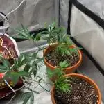 CLONES