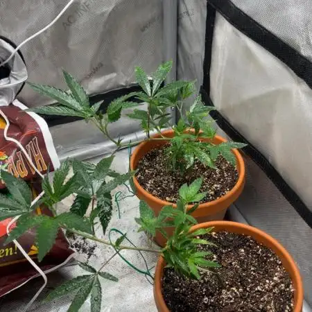CLONES