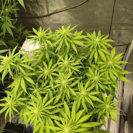 Super lemon haze