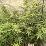 Harlequin CBD