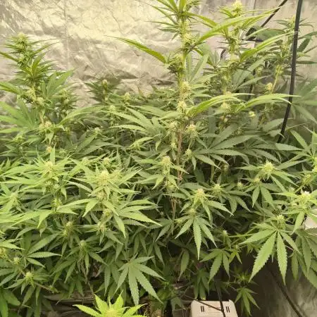 Harlequin CBD