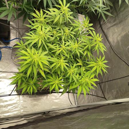 Super lemon haze