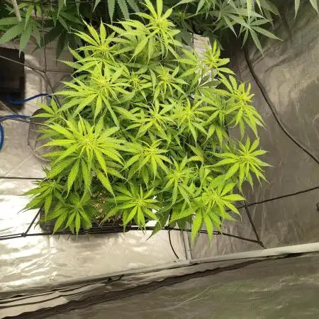 Super lemon haze