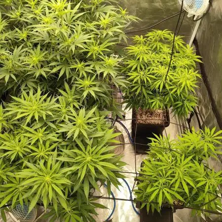 Harlequin CBD