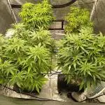 Harlequin CBD
