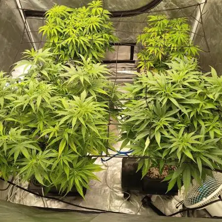 Harlequin CBD