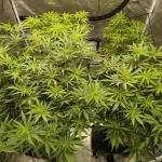 Super lemon haze