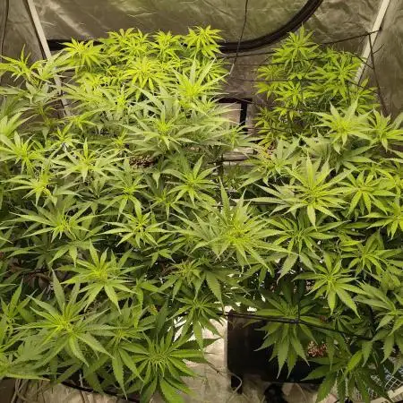 Super lemon haze