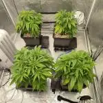 Harlequin CBD