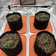 First Try at Coco Coir