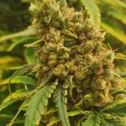 Colorado Cookies auto