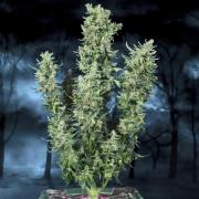 DC Cure 1:1