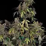 Purple punch gelato auto