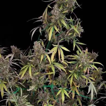 Purple punch gelato auto