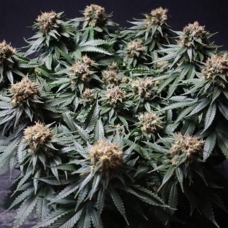 Diesel Fast F1 BX Regular