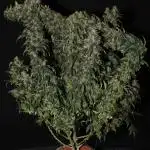 Kees Old School Haze
