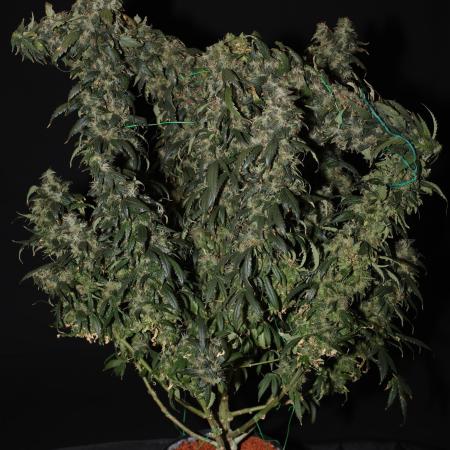Kees Old School Haze