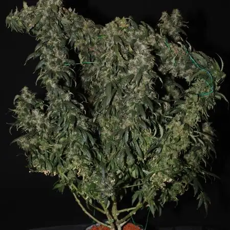 Kees Old School Haze