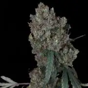 West Coast OG X Gelato 41 auto