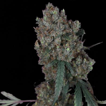 West Coast OG X Gelato 41 auto