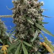 Doctor’s Choice #1