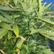 Cream Mandarine XL Auto 